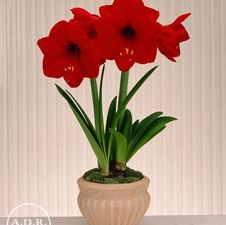 Amaryllis Dutch 'Rapido'