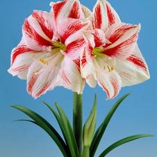 Amaryllis Dutch 'Clown'