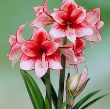 Amaryllis Dutch 'Charisma'
