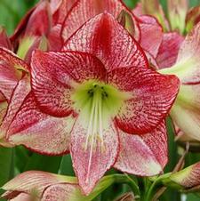 Amaryllis Dutch 'Flamenco Queen'