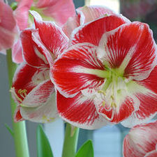 Amaryllis Dutch 'Prelude'