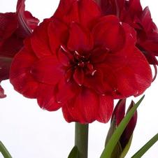 Amaryllis Dutch 'Double Dragon'