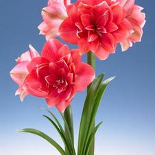 Amaryllis Dutch 'Double Dream'