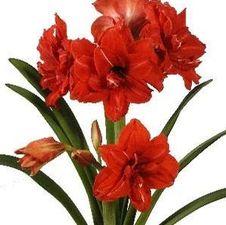 Amaryllis Israeli 'Red Peacock'