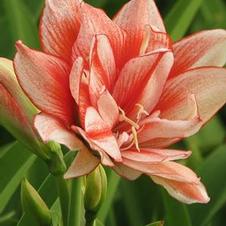 Amaryllis Israeli 'Princess'