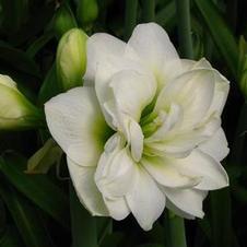 Amaryllis Israeli 'Marquis'