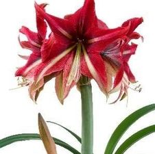 Amaryllis Israeli 'Ruby Star'