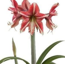 Amaryllis Israeli 'Opal Star'