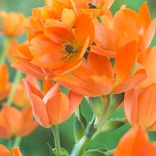  Ornithogalum Dubium Orange
