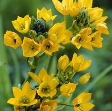  Ornithogalum Dubium Yellow