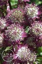Astrantia Star of Beauty