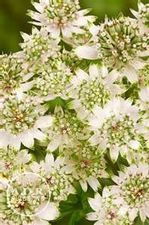 Astrantia Star of Billions