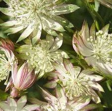 Astrantia Star of Royals