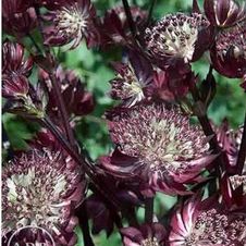 Astrantia Star of Fire