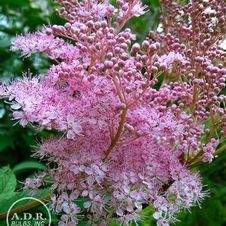 Filipendula Rubra Venusta