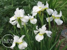 Siberian Iris White Swirl