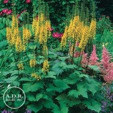 Ligularia Little Rocket