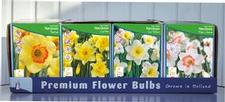 Daffodil large cupped unit 443