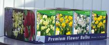 Daffodil miniature unit 453