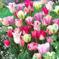 Tulip long-lasting 'Pink Charm Mixture'