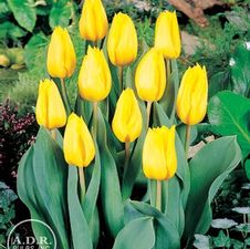 Tulip triumph 'Yellow Flight'