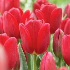 Tulip triumph 'Red Present'