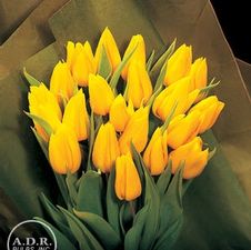 Tulip single early 'Yokohama'