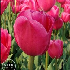 Tulip triumph 'Carola'