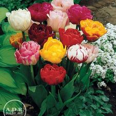 Tulip double late 'Mixture'