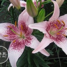 Lily Asiatic 'Dot Com'
