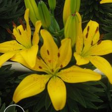 Lily Asiatic 'Matrix Gold'