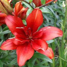 Lily Double Asiatic 'Cocktail Twins'