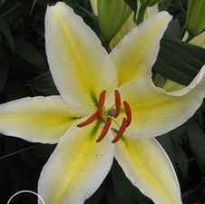 Lily Oriental 'Chill Out'