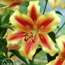 Lily OT Hybrid 'Shocking'