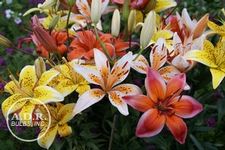 Lily Asiatic 'Electric Mix'