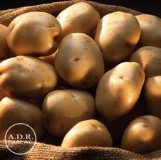 Potato potato 'Kennebec'
