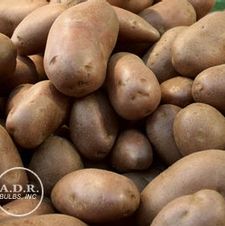 Potato potato 'Nokotah' Russet