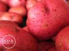 Potato potato 'Norland'