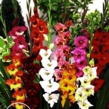 Gladiolus border 'Mixture'