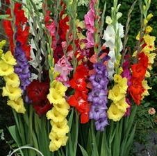 Gladiolus large flowering 'Mixture'