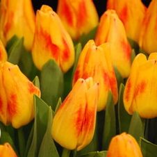 Tulip triumph 'Wilbrink's Star'