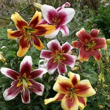 Lily OT Hybrid 'Mixed'