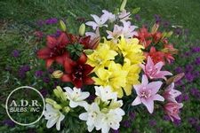 Lily Double Asiatic 'Mix'