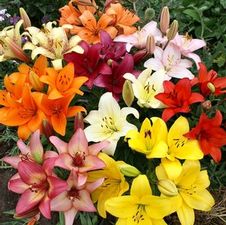 Lily Asiatic 'Mix'