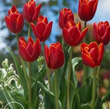 Image of Tulipa triumph 'Abra' 