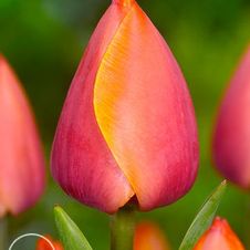 Tulip darwin hybrid 'Ad Rem'
