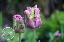 Image of Tulipa parrot 'Air' 