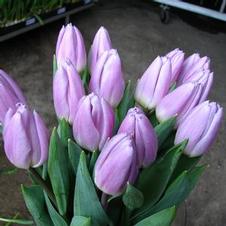 Tulip triumph 'Creme Flag'