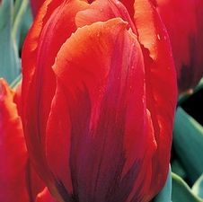 Tulip single early 'Fire Queen'