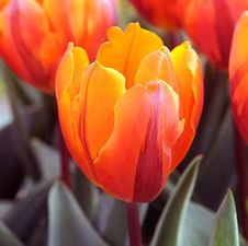 Tulip single early 'Hermitage'